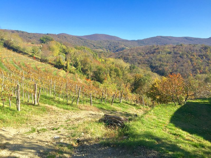 vineyards in Goriska Brda